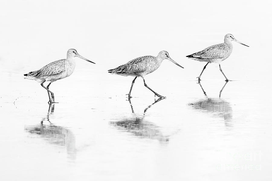 Trio of Godwits Photograph by Sonya Lang