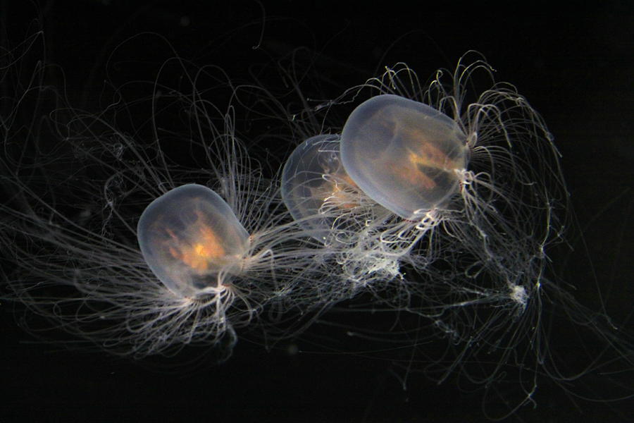 Fish Photograph - Trio of Jellies by Xn Tyler