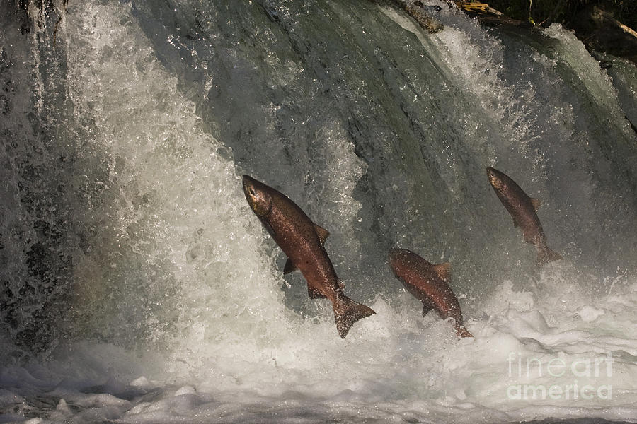 Salmon Photograph - Trio of Jumping Salmon by Tim Grams