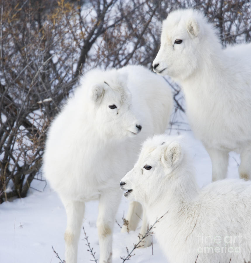 Dall Photograph - Trio of Lambs by Tim Grams Dall Photograph - Trio of Lambs by Tim Grams