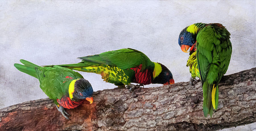 Parrot Photograph - Trio of Lorikeets no. 2 by Phyllis Taylor