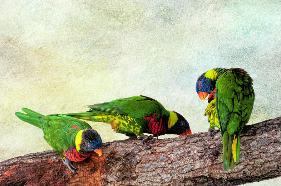 Parrot Photograph - Trio of Lorikeets by Phyllis Taylor