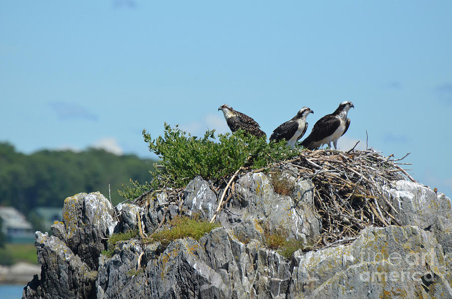 Trio of Ospreys Perched in a Nest in Casco Bay Photograph by DejaVu Designs