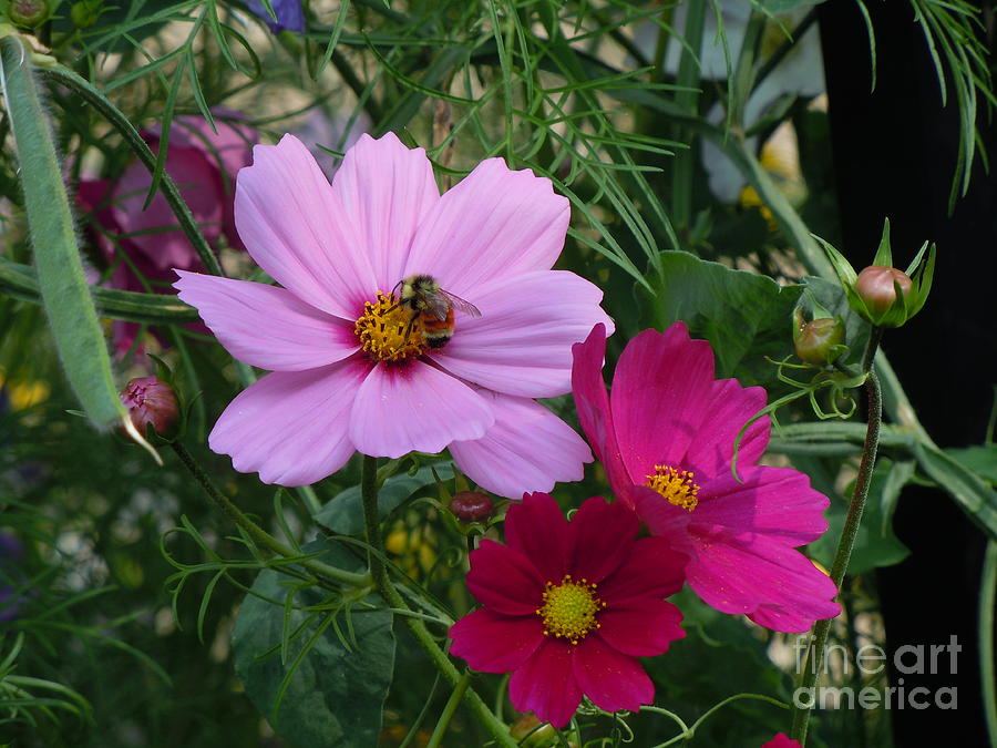 Trio of Pink Cosmos Photograph by Sonya Chalmers
