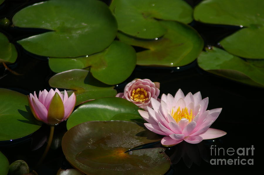 Trio of Pink Lotus Waterlilies Photograph by Jackie Irwin