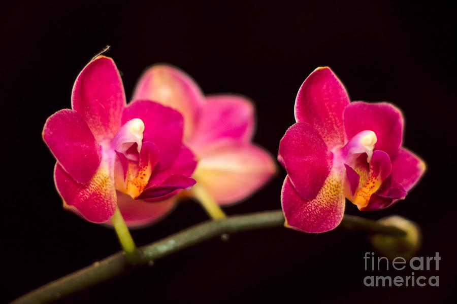 Trio Of Pink Orchids Photograph