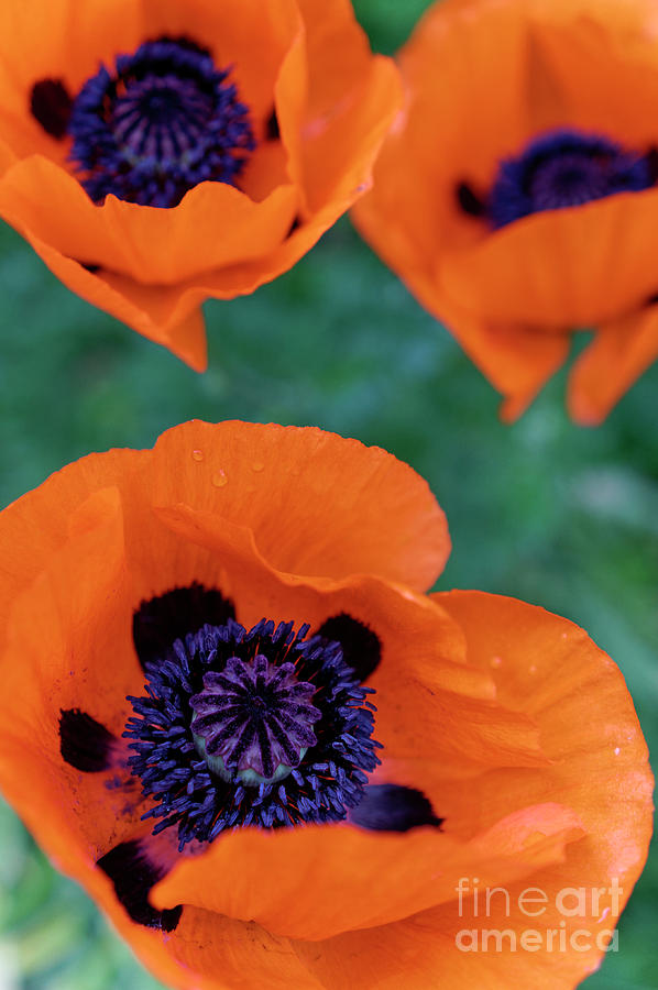 Trio of Poppies Photograph by John  Mitchell