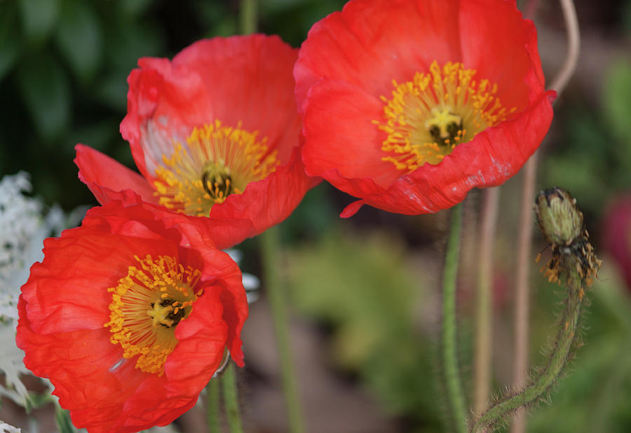 Poppy Photograph - Trio of Red Poppies by Suzanne Gaff
