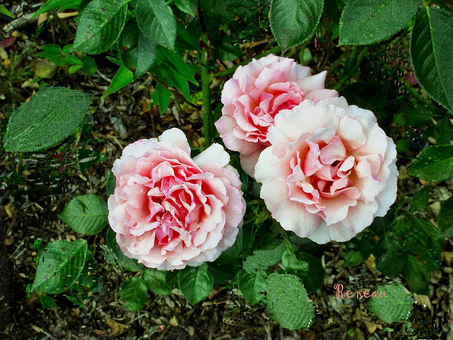 Trio Of Roses Photograph by A L Sadie Reneau