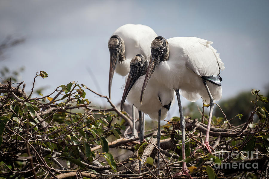 Trio of Wood Storks Photograph by Jim Gillen