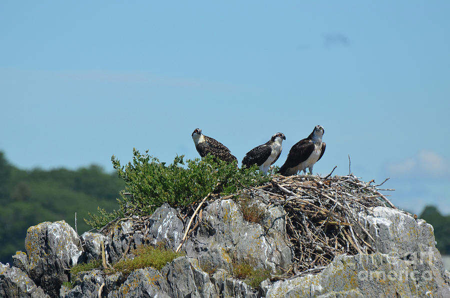 Trio of Three Ospreys Perched on a Nest Photograph by DejaVu Designs