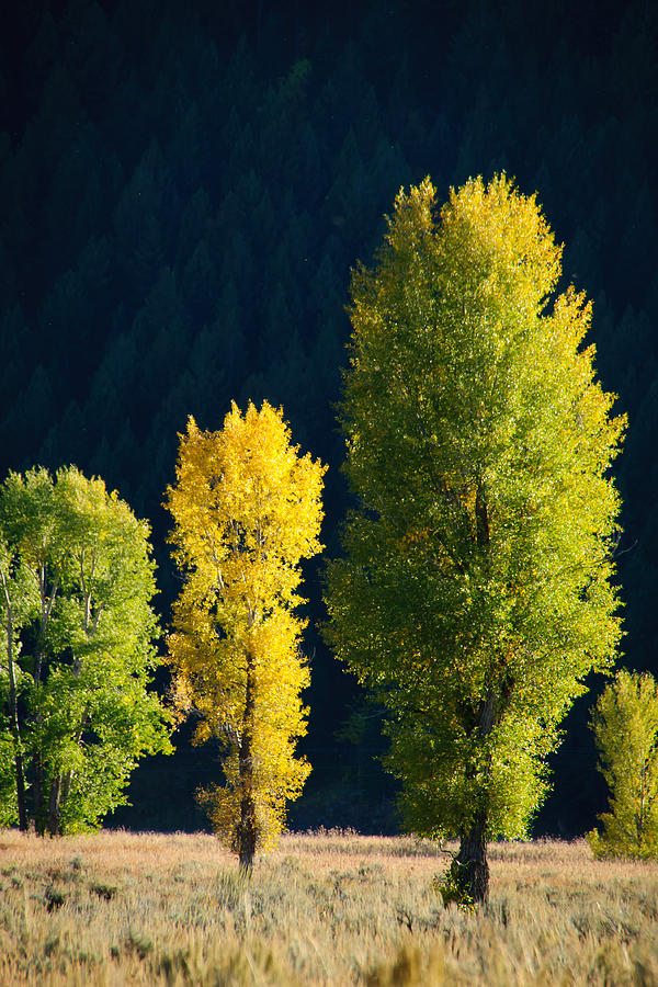 Trio of Trees in the Tetons Photograph by Roberta Kayne