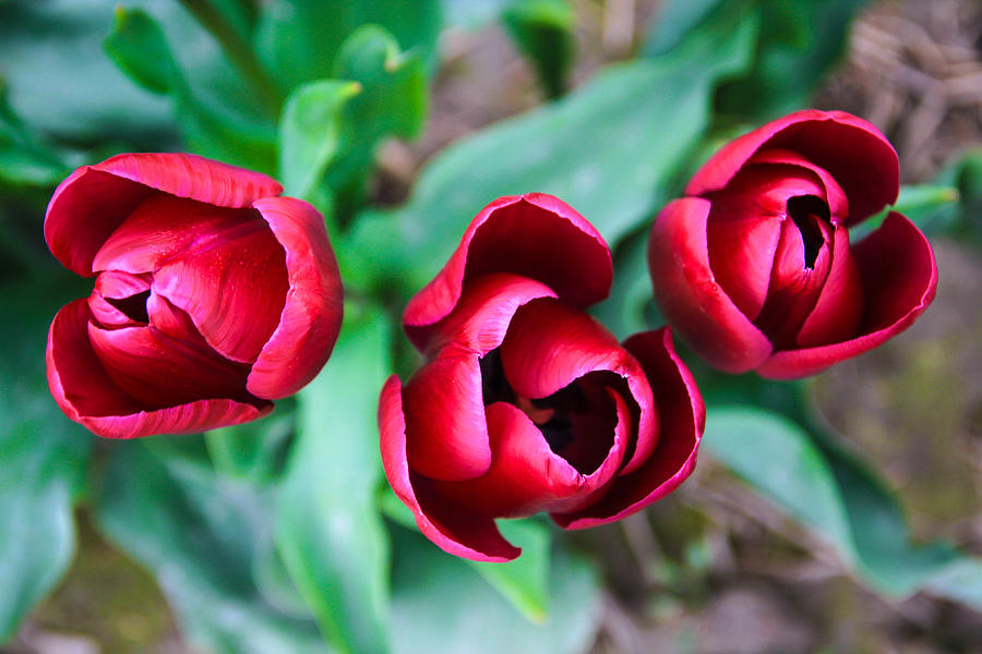 Trio of Tulips Photograph by Juli Ellen