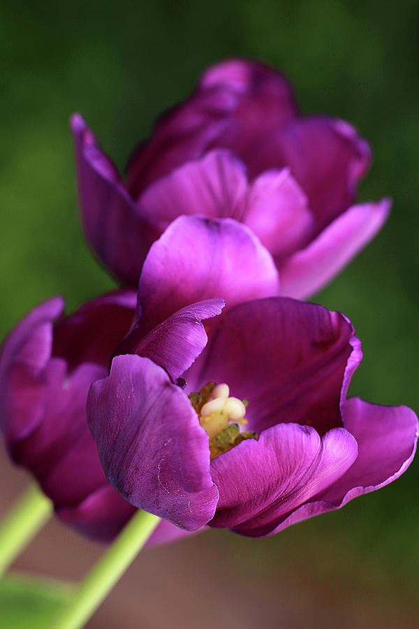 Trio of Tulips Photograph by Vanessa Thomas