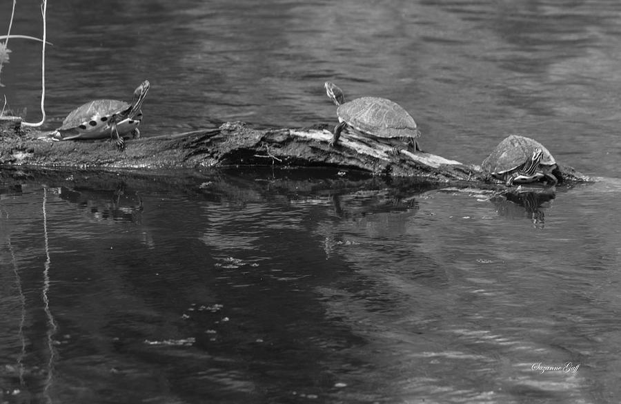 Trio of Turtles Sunning - Black and White Photograph by Suzanne Gaff