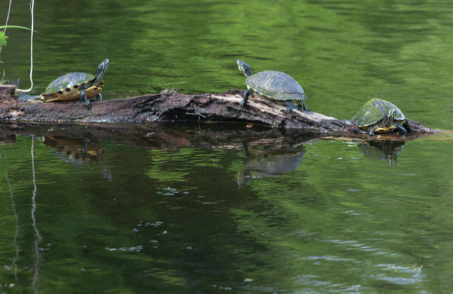 Trio of Turtles Sunning Photograph by Suzanne Gaff