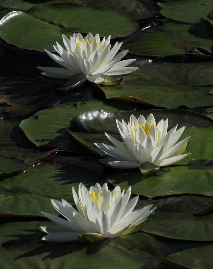 Trio of Waterlilies Photograph by Chip Gilbert
