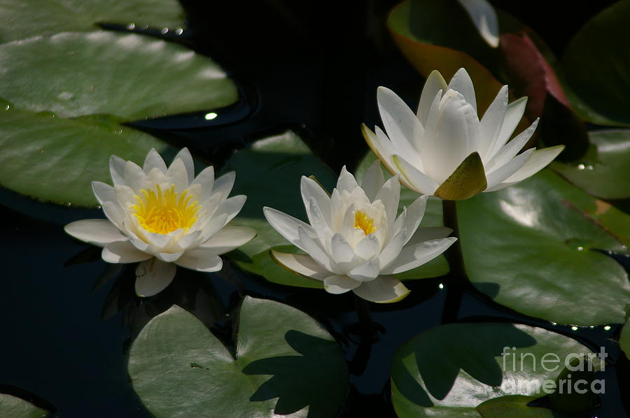 Trio of White Lotus Waterlilies Photograph by Jackie Irwin