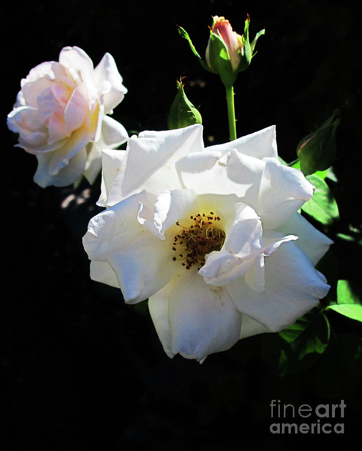 Trio of white roses  Photograph by Ruth Jolly