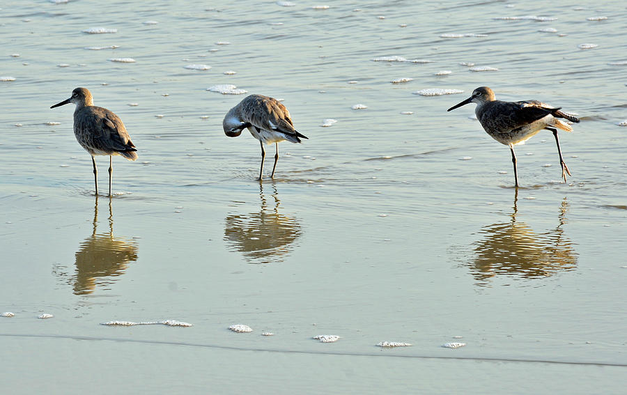 Trio of Willets on Jekyll Photograph by Bruce Gourley