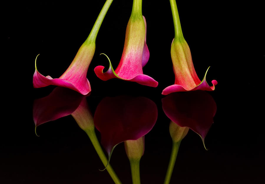 Flower Photograph - Trio Reflections by Susan Candelario