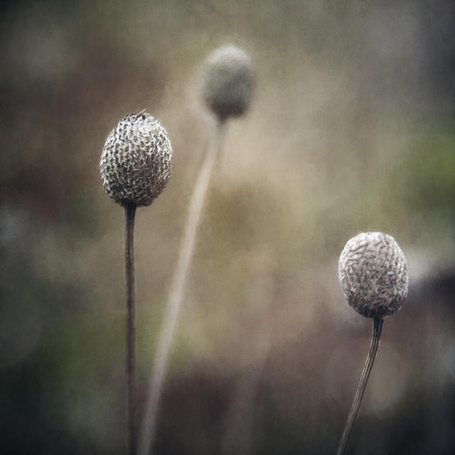 Weed Photograph - Trio by Scott Norris