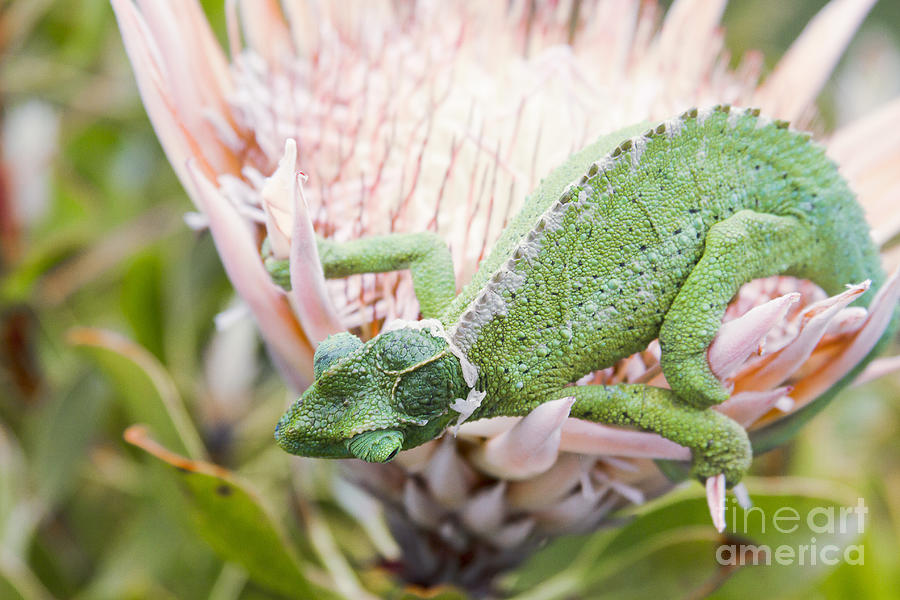 Trioceros jacksonii - Jacksons chameleon - Maui Hawaii Photograph by Sharon Mau
