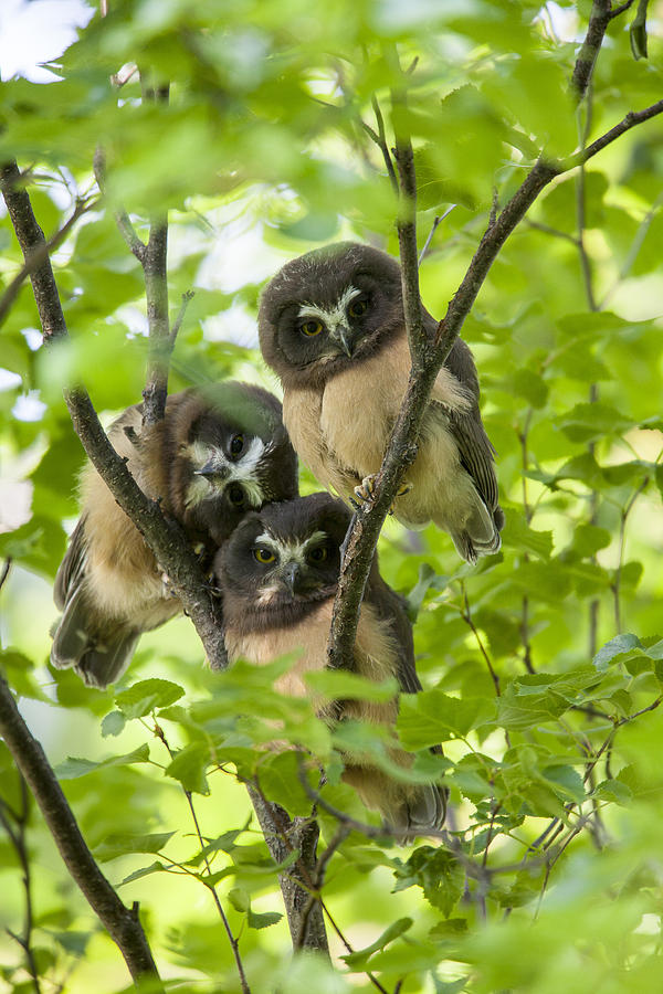 Anchorage Photograph - Triple Cute Saw-whet Owls by Tim Grams