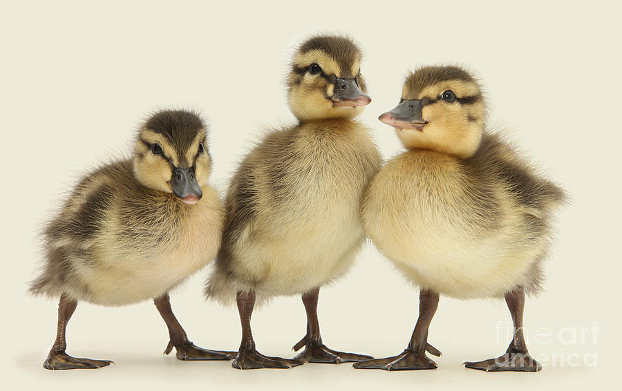 Triple Ducklings Photograph by Warren Photographic