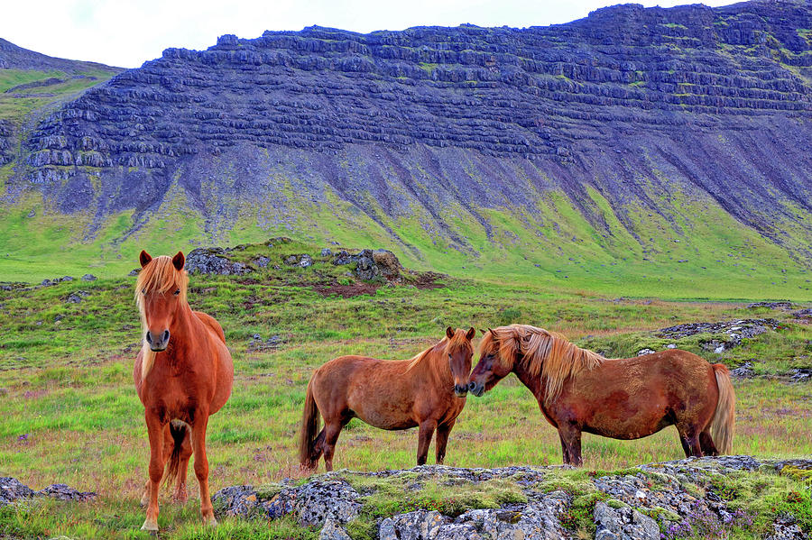 Horse Photograph - Triple Horses by Scott Mahon