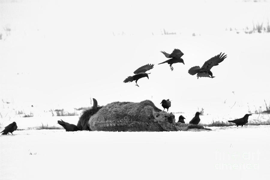 Yellowstone National Park Photograph - Triple Landing Black And White by Adam Jewell