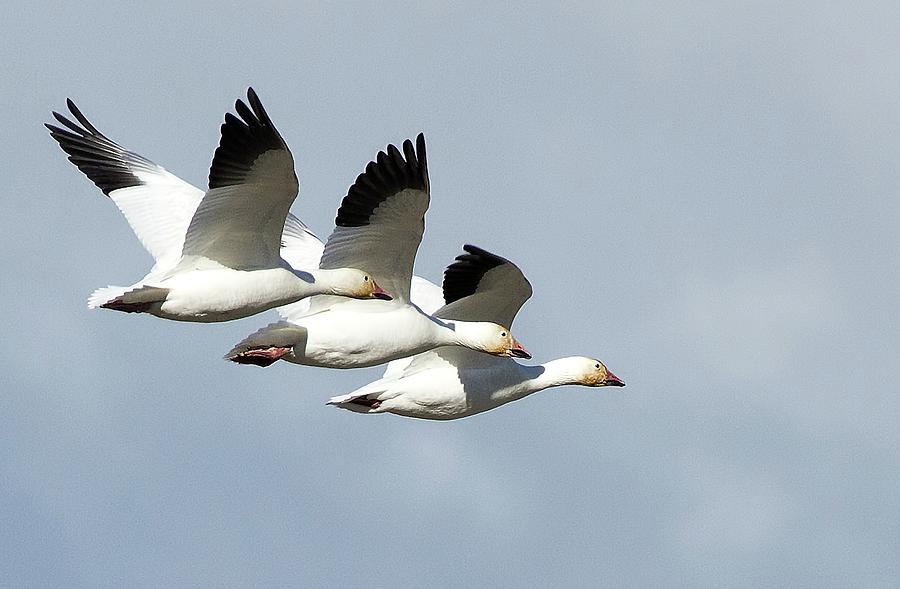Snow Geese Photograph - Triple Play by Sheldon Bilsker Snow Geese Photograph - Triple Play by Sheldon Bilsker