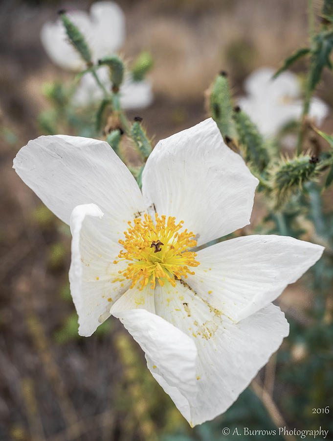 Triple Prickly Poppy  Photograph by Aaron Burrows