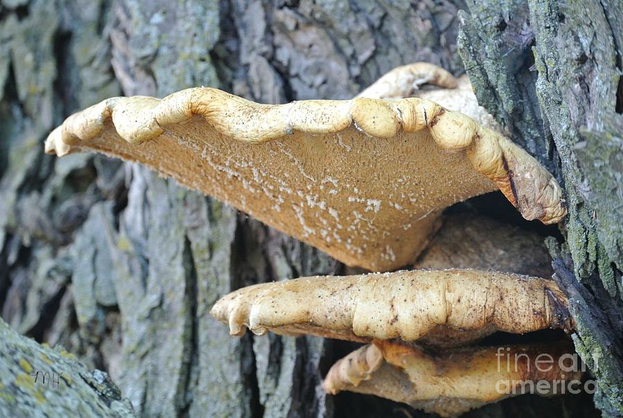 Triple Shelf Mushrooms Photograph by Marsha Heiken