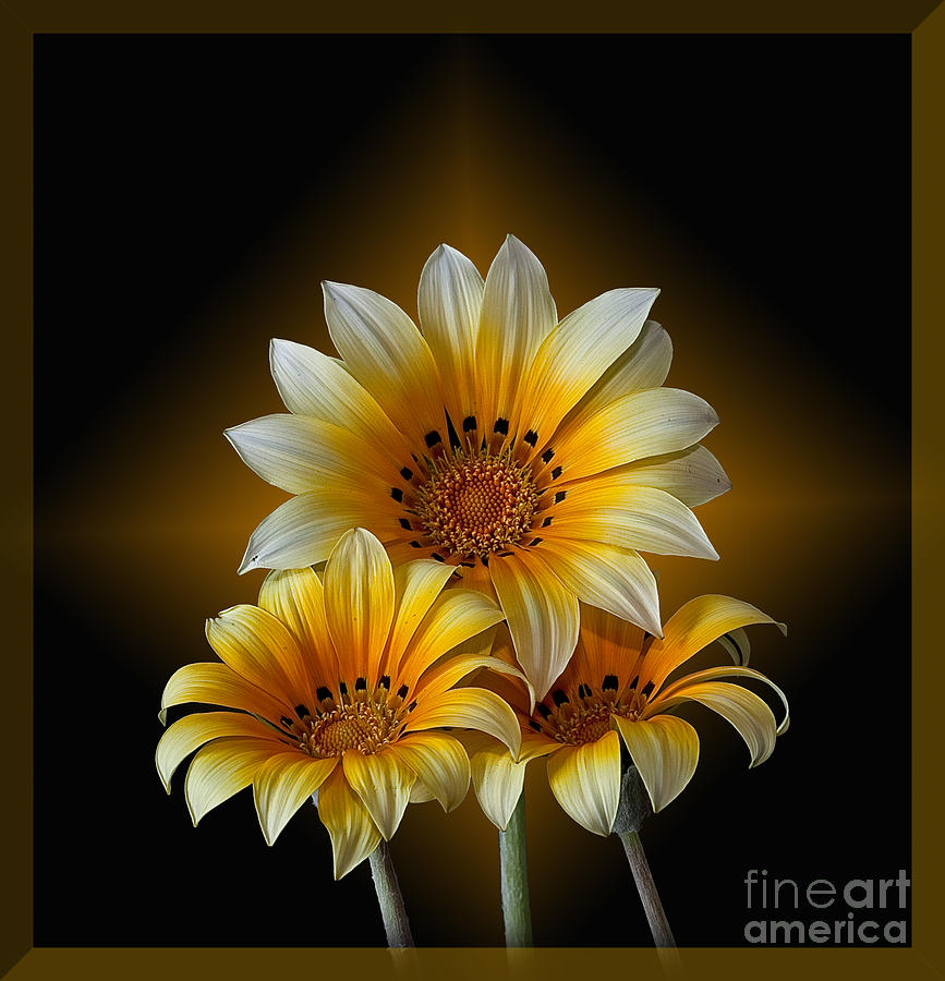Triple Sunshine Black and Gold Photograph by Shirley Mangini
