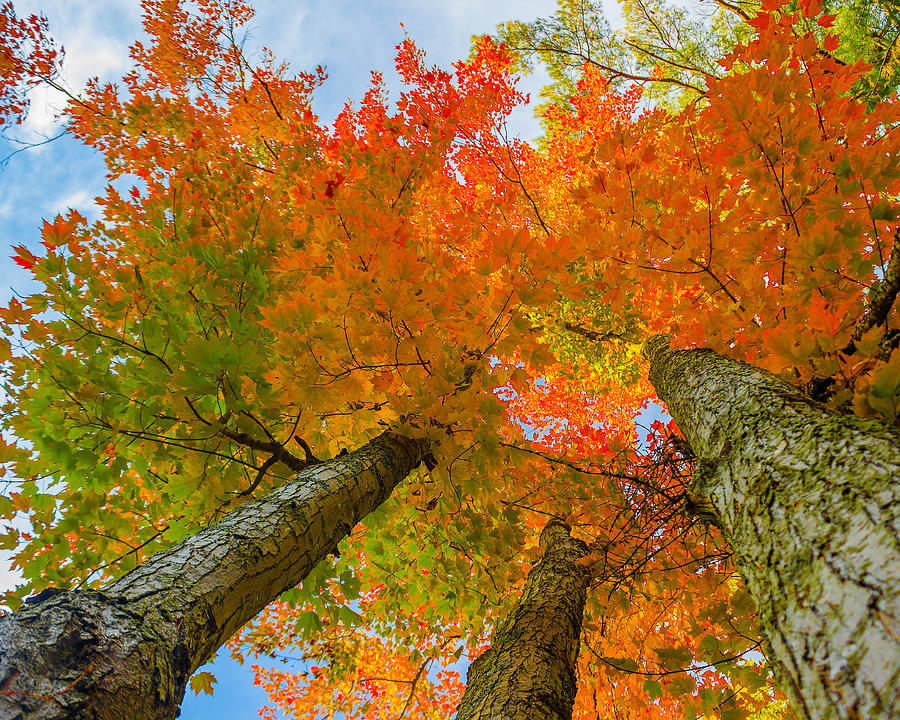 Triple the Maples Photograph by Tim Kirchoff