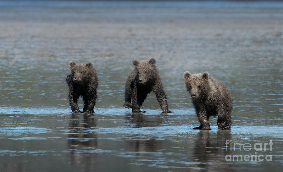 Triple Trouble - Alaska Photograph by Sandra Bronstein