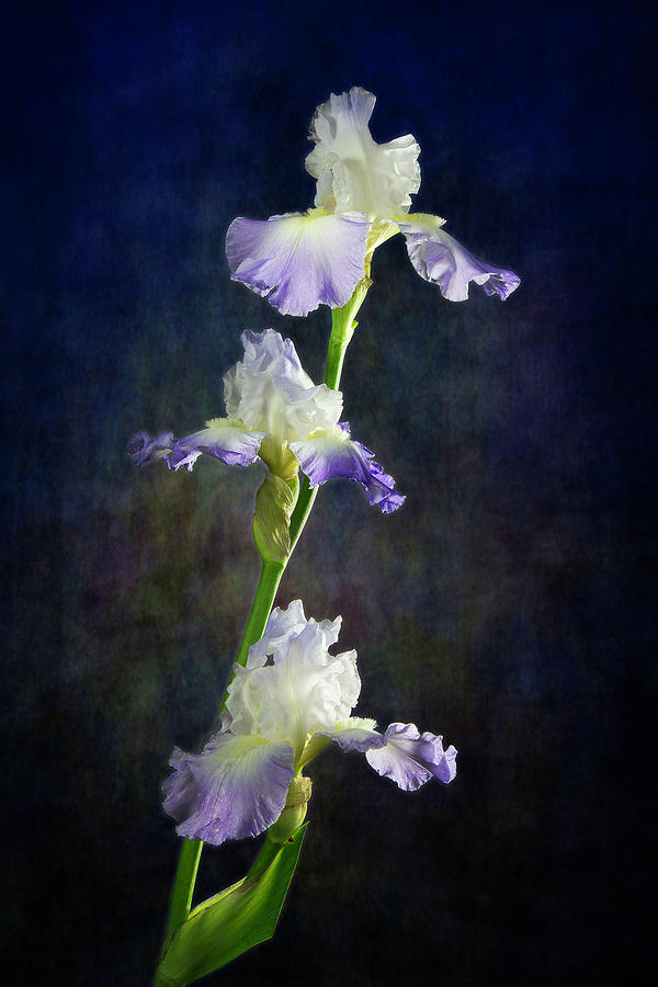 Triple Violet and White Iris Photograph by Lowell Monke