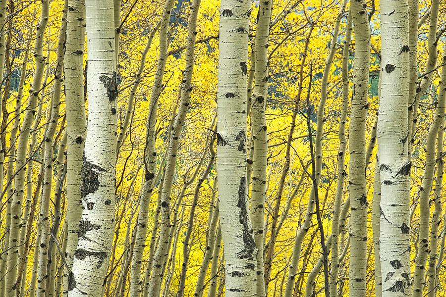 Triple Vision Photograph by Steve Luther - Fine Art America