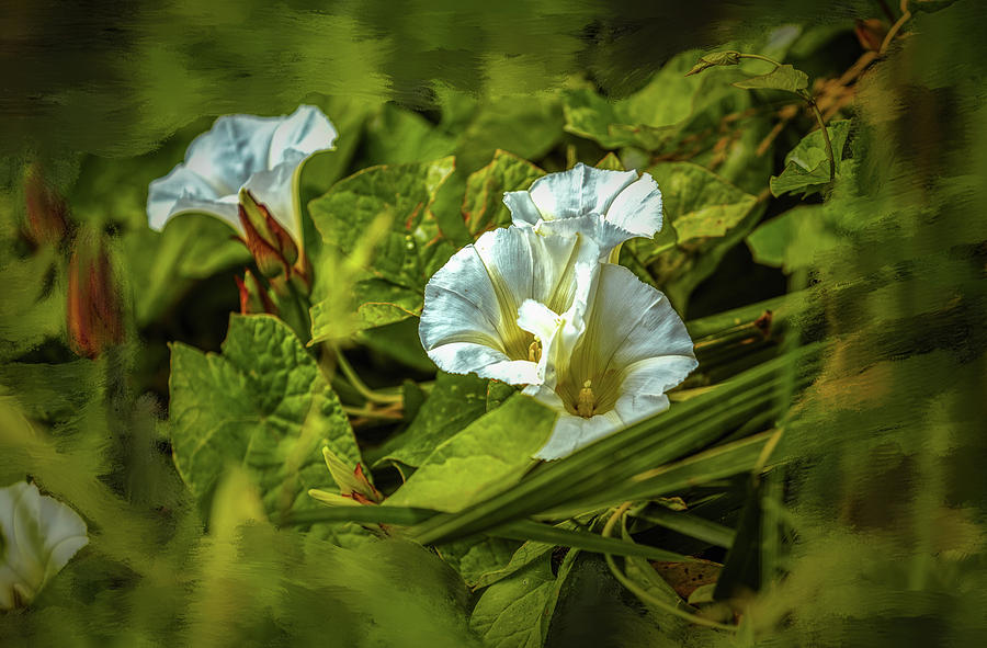 Flower Photograph - Triple white #g5 by Leif Sohlman
