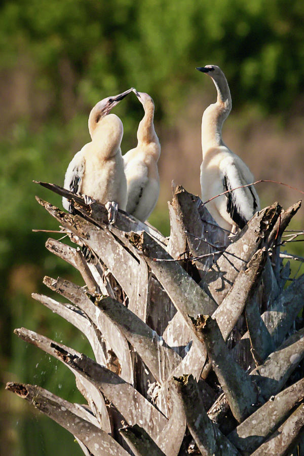 Triplet Anhinga Chicks Photograph by Dawn Currie