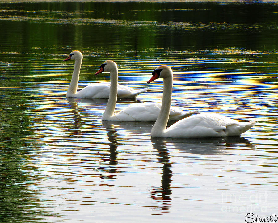 Triplet Swans Photograph by September Stone