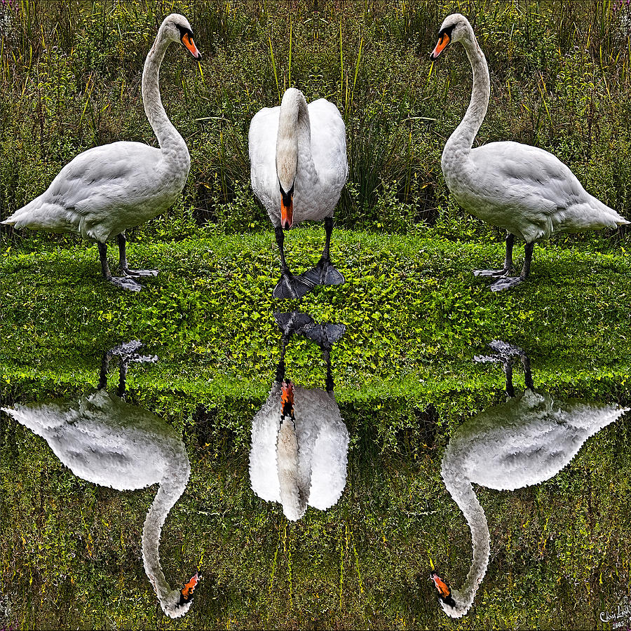 Triplets In Reflection Photograph by Chris Lord