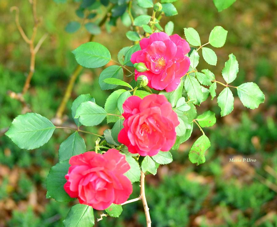 Rose Photograph - Triplets by Maria Urso