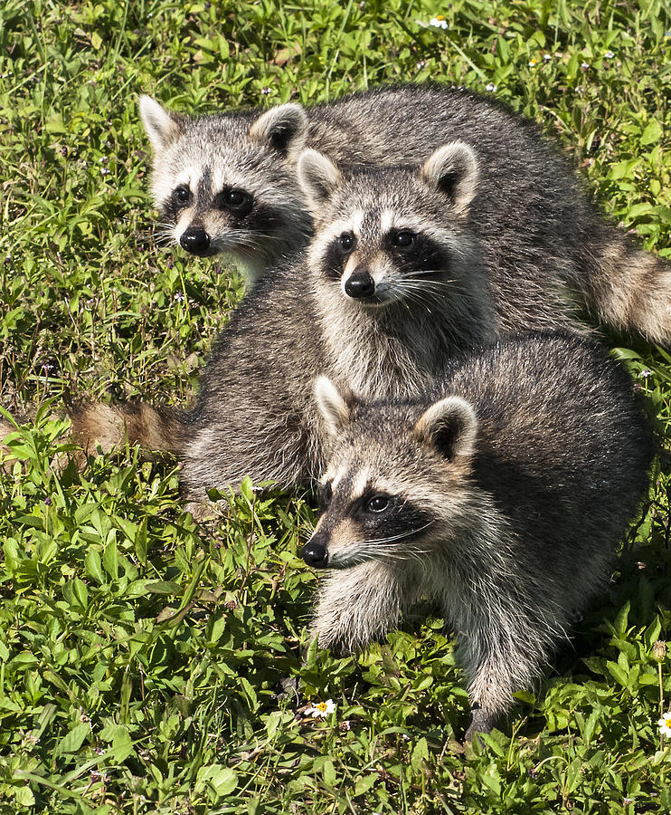 Triplets Photograph by Norman Johnson - Fine Art America