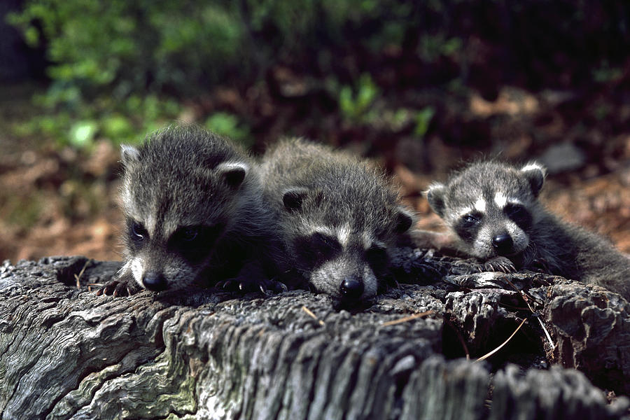 Triplets Photograph by Sally Weigand