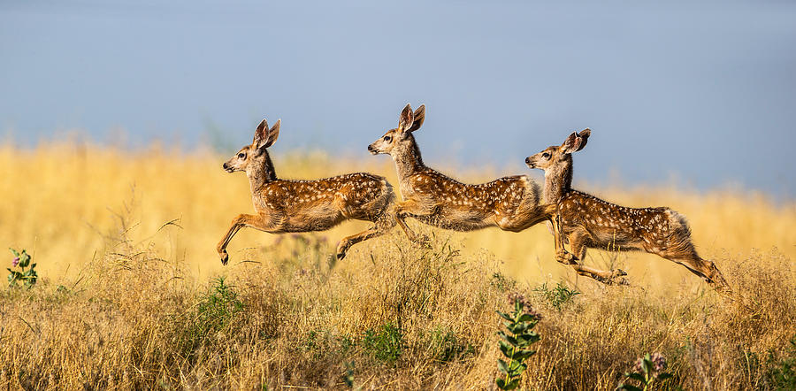 Tripple Jump Photograph by Verdon