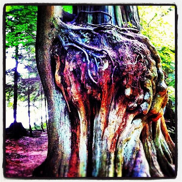 Nature Photograph - #trippy #tree #growing Out Of Another by Eric Prudhomme
