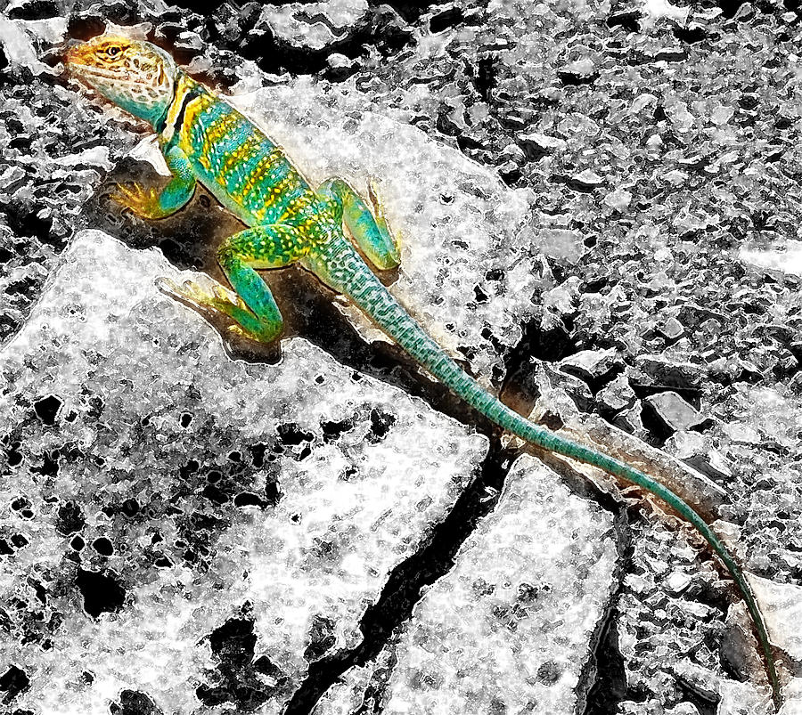 Trippyguana Photograph by Kevin Munro
