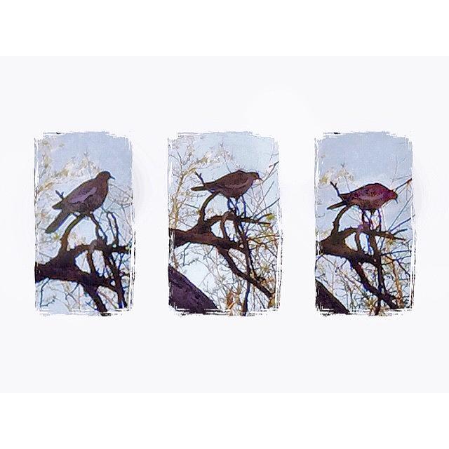 Bird Photograph - #triptych #birds #iphoneography by Judy Green
